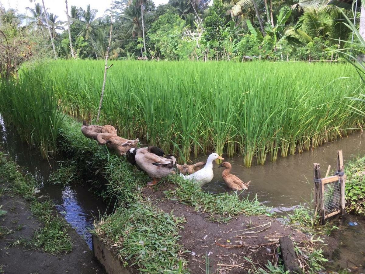 Bali - Cottage Sambirenteng Теякула Екстер'єр фото